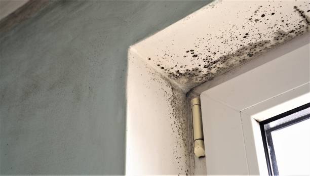  Glencoe, AL Mold Removal Pros