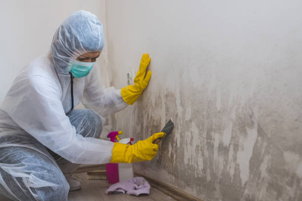 Professional Mold Removal in Glencoe, AL