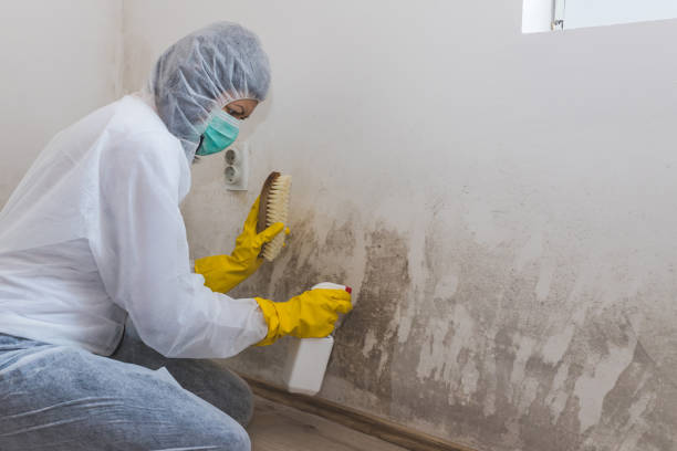 Best Mold Remediation for Healthcare Facilities  in Glencoe, AL