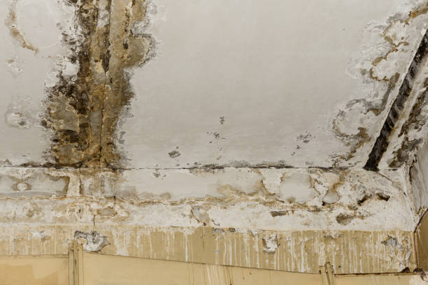 Best Crawl Space Mold Remediation  in Glencoe, AL