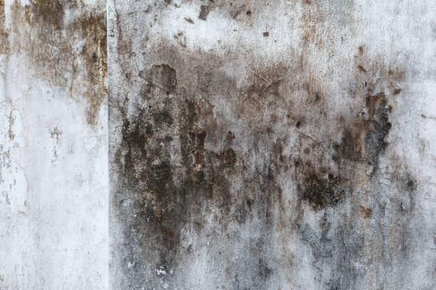 Best Mold Prevention Services  in Glencoe, AL