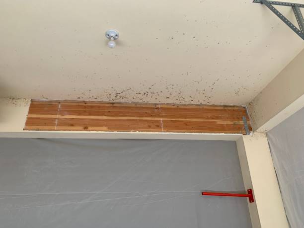 Best Mold-Related Health Consultation  in Glencoe, AL