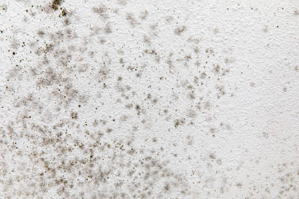 Best Commercial Mold Inspection  in Glencoe, AL