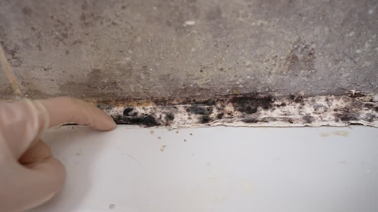 Best Mold Odor Removal Services  in Glencoe, AL
