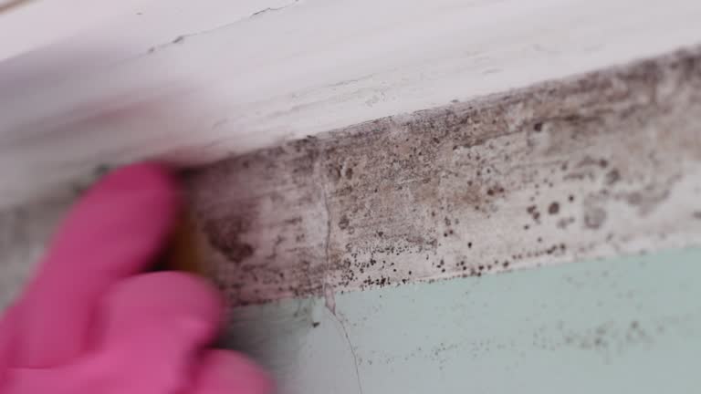 Best Black Mold Removal  in Glencoe, AL